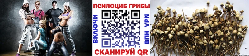 наркошоп  Красный Сулин  Псилоцибиновые грибы GOLDEN TEACHER 